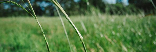 grass